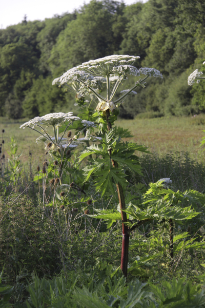 Giant hogweed – contact with this species can cause severe burns.